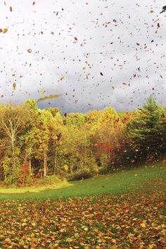 a field with lots of leaves flying in the air next to trees and grass covered ground