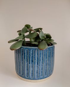 a blue and white potted plant sitting on top of a table