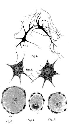 an image of some sort of animal cell with two different types of cells in it