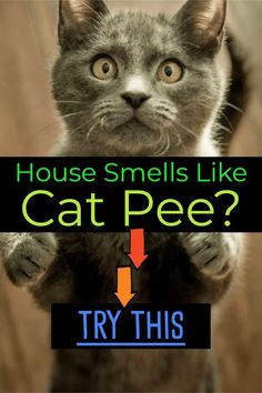 a cat standing on its hind legs with the caption house smells like cat pee? try this