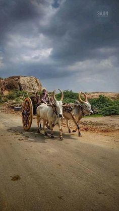 two bulls pulling a man in a cart down the road with large horns on their backs