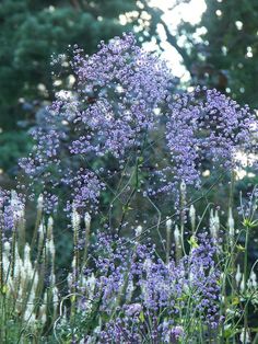 purple flowers are growing in the middle of a field with trees in the back ground