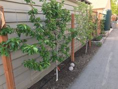 a row of trees in front of a house