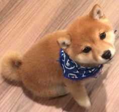 a small brown dog wearing a blue bandana on top of a wooden floor next to a wall