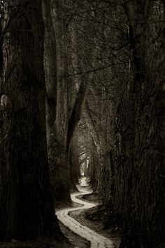 a black and white photo of a path in the woods with trees on both sides