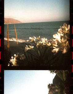 two pictures of the ocean with people in the water and flowers on the beach below