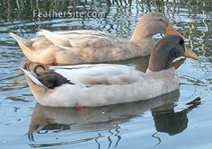 two ducks floating on top of a lake next to each other with their beaks in their mouths