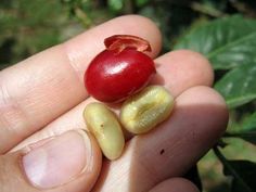 a hand holding a small red and yellow fruit