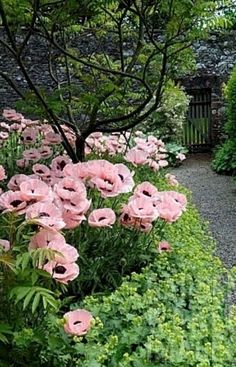 an instagram page with pink flowers and greenery in the foreground, along with a garden path