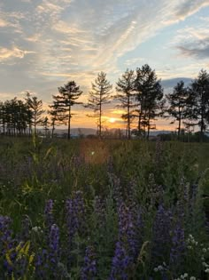 the sun is setting behind some trees and purple flowers in a field with tall grass