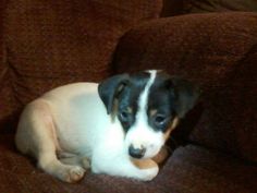 a small black and white dog laying on top of a brown couch