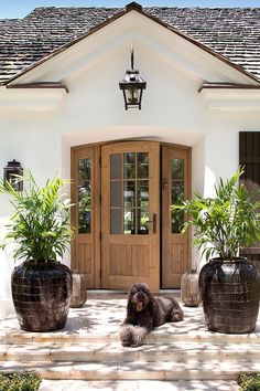 the instagram app is showing an image of a dog laying in front of a house