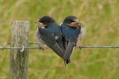 two small birds sitting on top of a wooden pole next to green and yellow grass