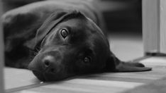 a black dog laying on the floor with its eyes wide open and looking at the camera