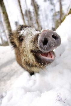 an animal sticking its tongue out in the snow