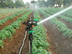 the sprinkler is spraying water on the crops