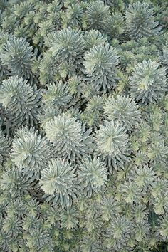 the top view of a green plant with white flowers on it's leaves and foliage