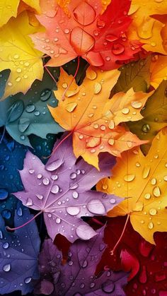 colorful leaves with water droplets on them are all over the place, and it looks like they