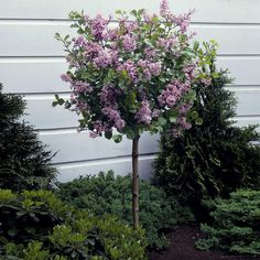 a bush with purple flowers in front of a house