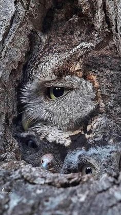 an owl peers out from its nest in a tree