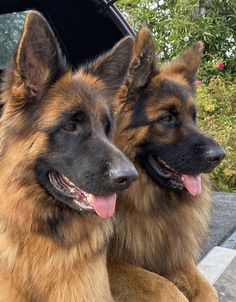 two german shepherd dogs sitting next to each other in front of a car with its tongue hanging out