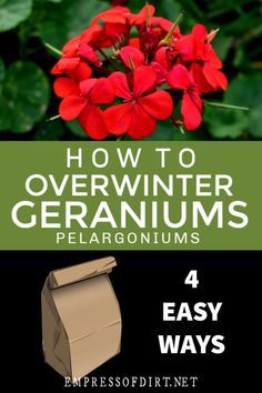 how to overwint geraniums with four easy ways