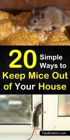 a mouse sitting on top of a window sill with the words 20 simple ways to keep mice out of your house