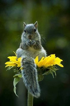 a squirrel sitting on top of a yellow flower