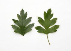 two green leaves on a white background