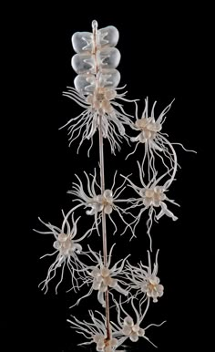 A Tale of Two Glassworkers And Their Marine Marvels Glass Flowers, Underwater Photography, Science Art, Glass Sculpture, Marine Life, 그림 그리기, Sea Creatures, 3d Art, Glass Blowing