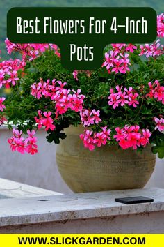 the best flowers for 4 - inch pots are pink and green, with text overlay that says best flowers for 4 - inch pots