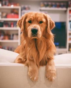 a large brown dog sitting on top of a couch in a room filled with shelves