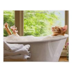 an orange cat laying in a bath tub