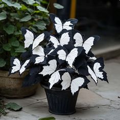 a potted plant with white and black leaves on the ground next to other plants