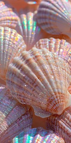 several seashells with iridescent colors are shown in this close up photo