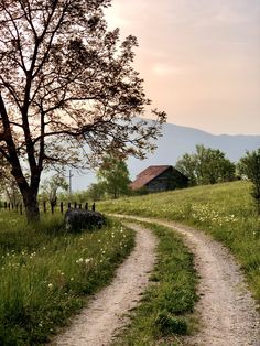 a dirt road going through a lush green field next to a tree and a barn