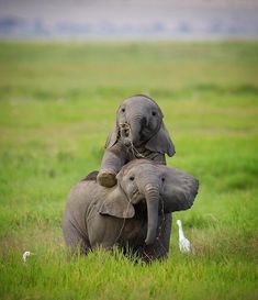 two elephants are playing with each other in the grass and one elephant is standing on its back