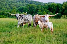 two long horn cows standing next to each other on a lush green field with trees in the background