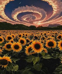 the sunflowers are blooming in the field with swirly clouds above them