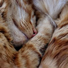 an orange and white cat sleeping on top of each other