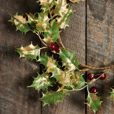 holly leaves and red berries hang on a wooden wall