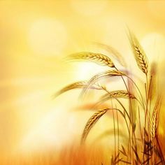 an artistic photo of some grass in the sun with yellow and orange colors behind it