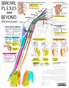 Nerve Anatomy, Brachial Plexus, Basic Anatomy And Physiology, Medical Student Study, Medical School Studying, Medical School Essentials