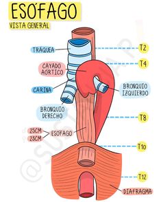 the anatomy of an esofago