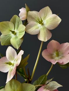 pink and green flowers are in a vase