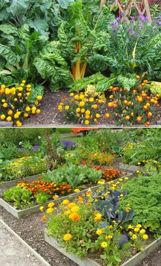 an assortment of different types of flowers and plants