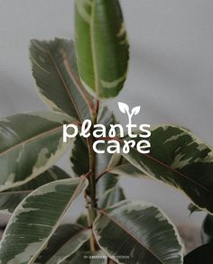 a plant with the words plants care on it