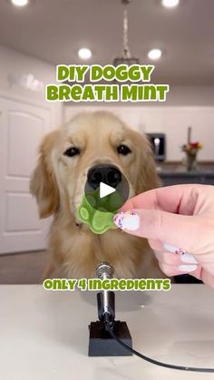 a person feeding a dog with a green object in their mouth that says diy doggy breath mint only 4 ingredients