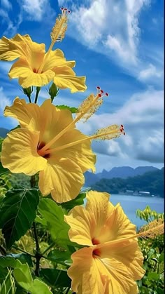 two yellow flowers are in the foreground with blue sky and water in the background