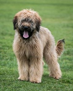 a shaggy brown dog standing on top of a lush green field with its tongue hanging out